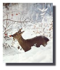 wildf�tterung1a